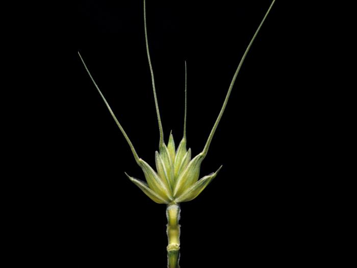 Blé commun(Triticum aestivum)_2