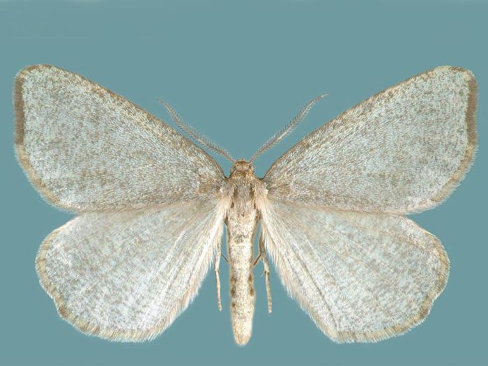Arpenteuse noire (Speranza argillacearia)_1