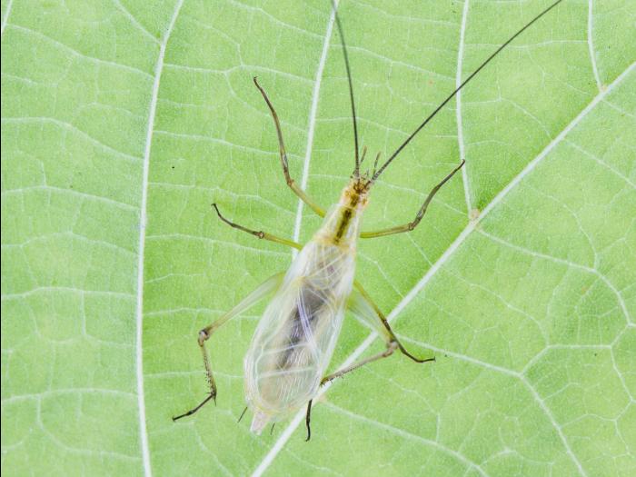 Oecanthus sp._2