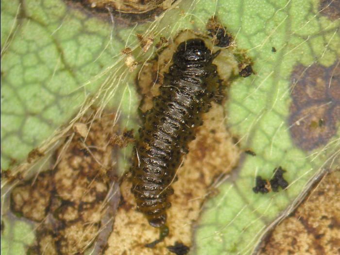Altica sp._4