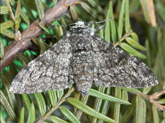 Arpenteuse cornue (Biston betularia)_2