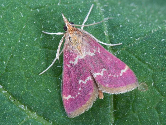 Pyrausta signatalis_5