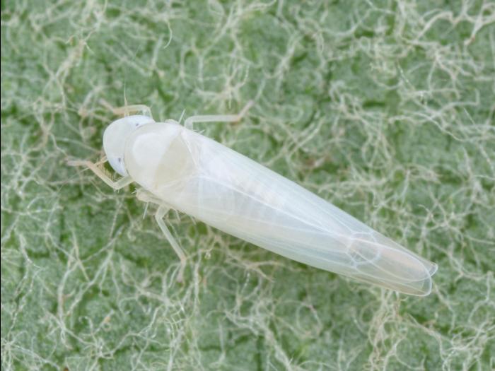 Cicadelle blanche du pommier (Typhlocyba pomaria)_1