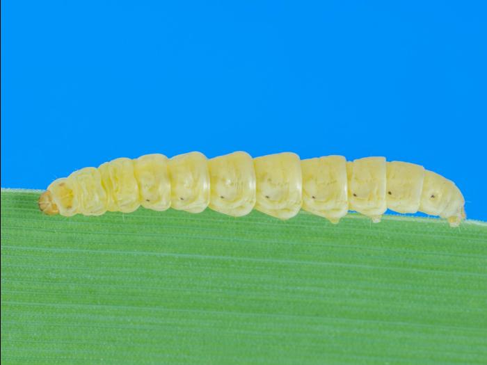 Ochsenheimeria vacculella_1