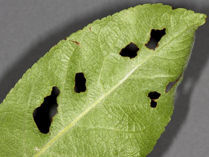 Pomme - Charançon radicicole européen (Phyllobius oblongus)_1