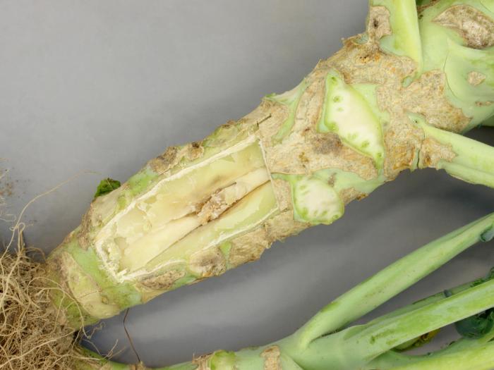 Brocoli - Carence en bore