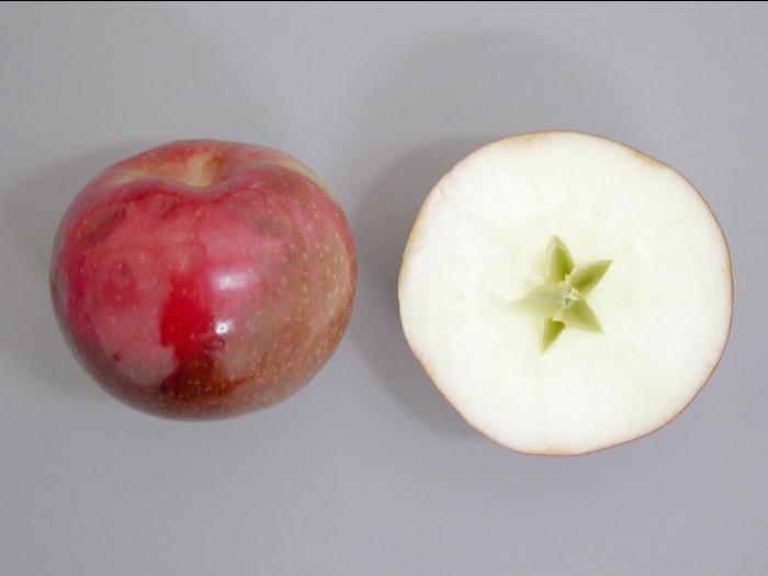 Pomme - Échaudure