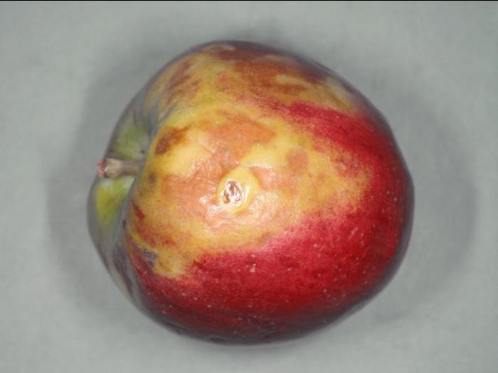 Pomme - Échaudure