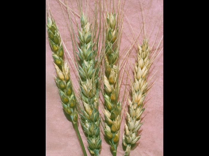 Blé - Fusariose de l'épi (Fusarium graminearum)_2