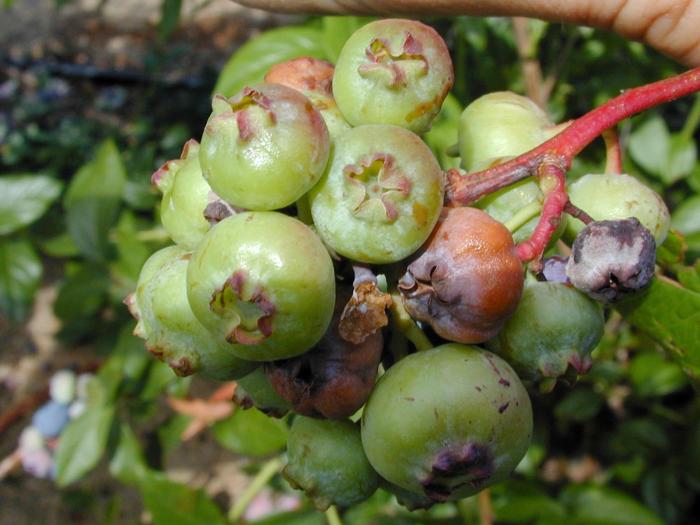 Bleuet en corymbe - Pourriture sclérotique (Monilinia vaccinii-corymbosi)
