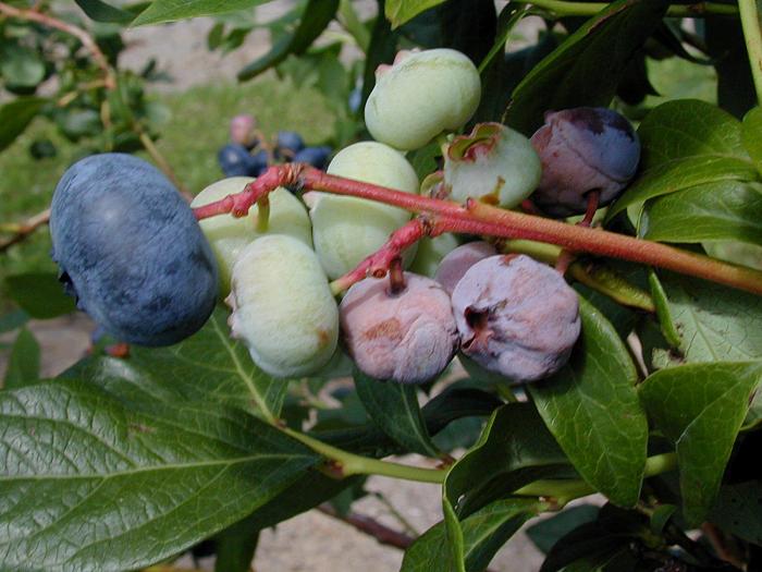Bleuet en corymbe - Pourriture sclérotique (Monilinia vaccinii-corymbosi)