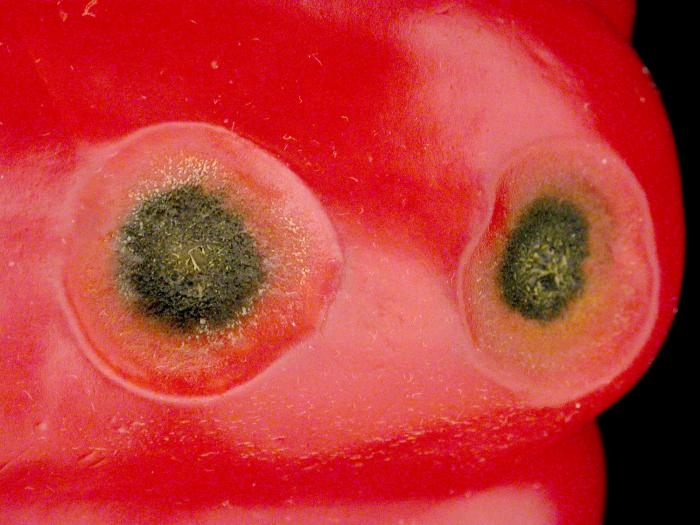 Poivron - Anthracnose (Colletotrichum sp.)