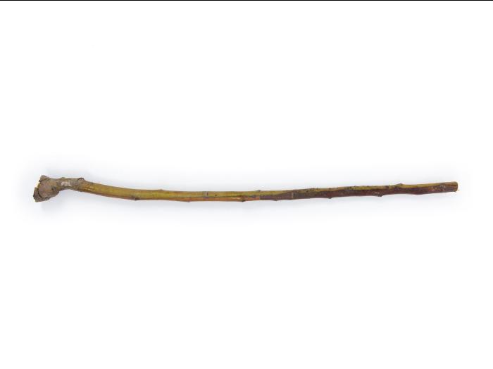 Pomme - Anthracnose (Neofabraea sp.)_10