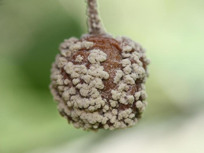 Cerise - Pourriture brune (Monilinia fructicola)
