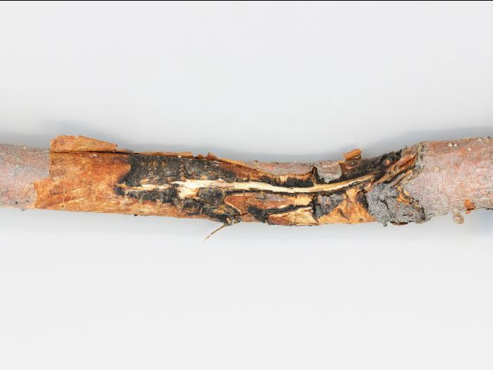 Pomme - Coulure bactérienne (Pseudomonas syringae pv. syringae)
