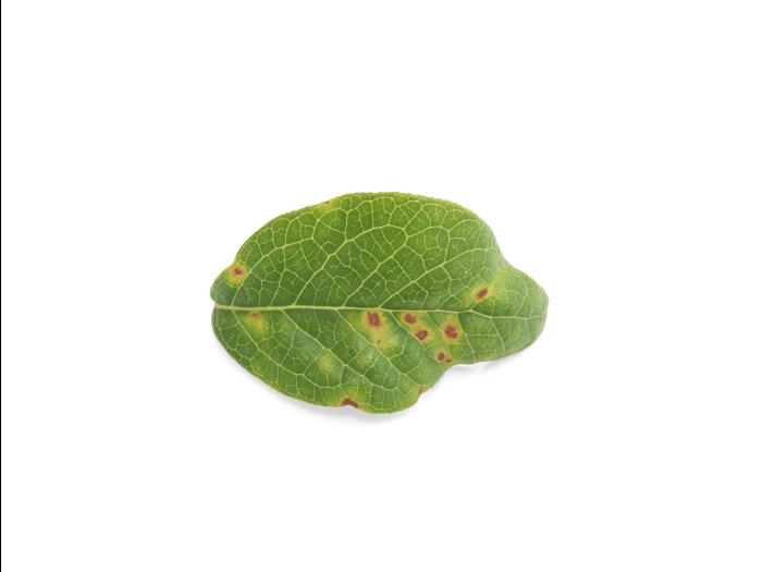 Bleuet en corymbe - Virus de la tache annulaire de la tomate (ToRSV)