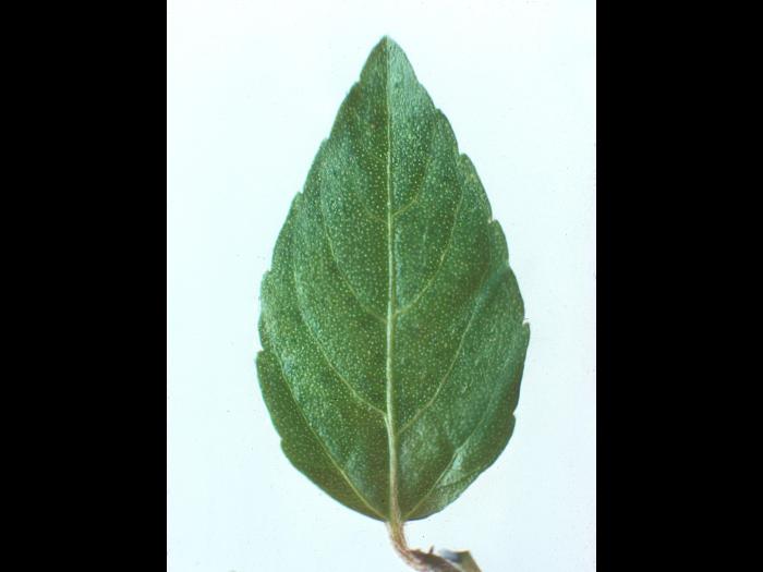 Ricinelle rhomboide (Acalypha rhomboidea)_9