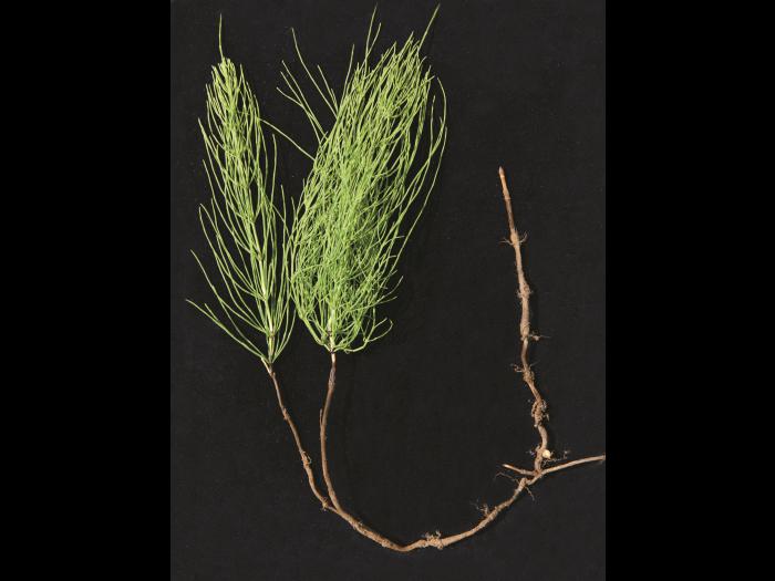 Prêle champs (Equisetum arvense)_23