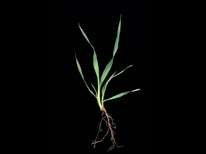 Folle avoine (Avena fatua)_12