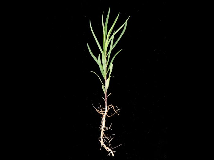 Verge d'or à feuilles de graminée(Euthamia graminifolia)_8