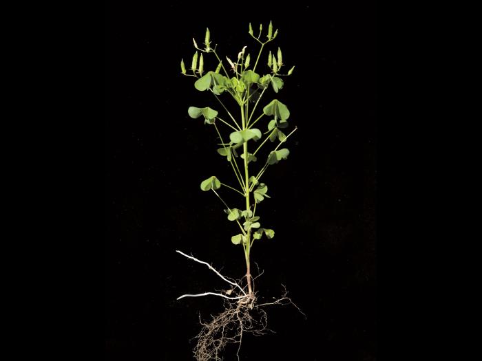 Oxalide Europe (Oxalis stricta)_12