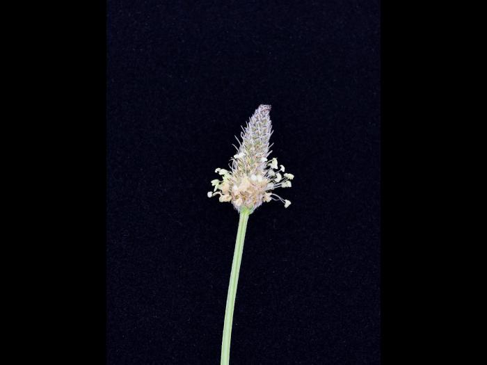 Plantain lancéolé (Plantago lanceolata)_8