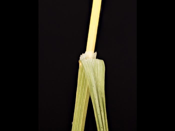 Pâturin prés (Poa pratensis)_14