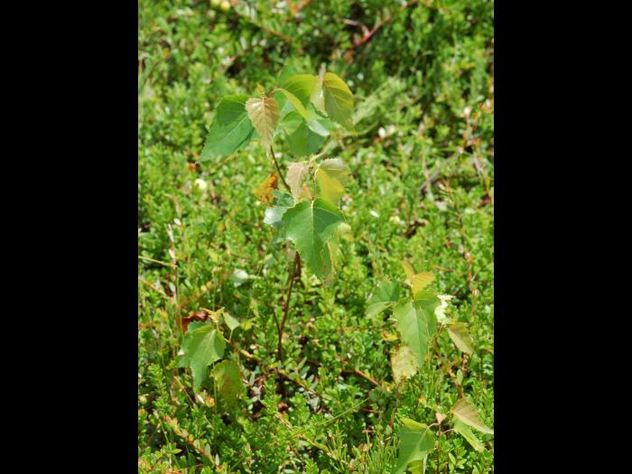 Bouleau gris(Betula populifolia)_1