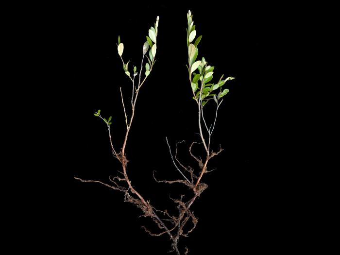 Cassandre caliculé(Chamaedaphne calyculata)_2