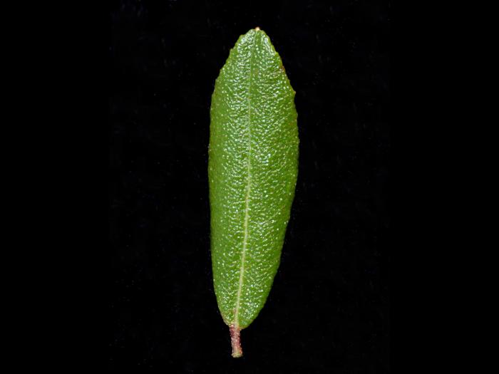 Cassandre caliculé(Chamaedaphne calyculata)_6