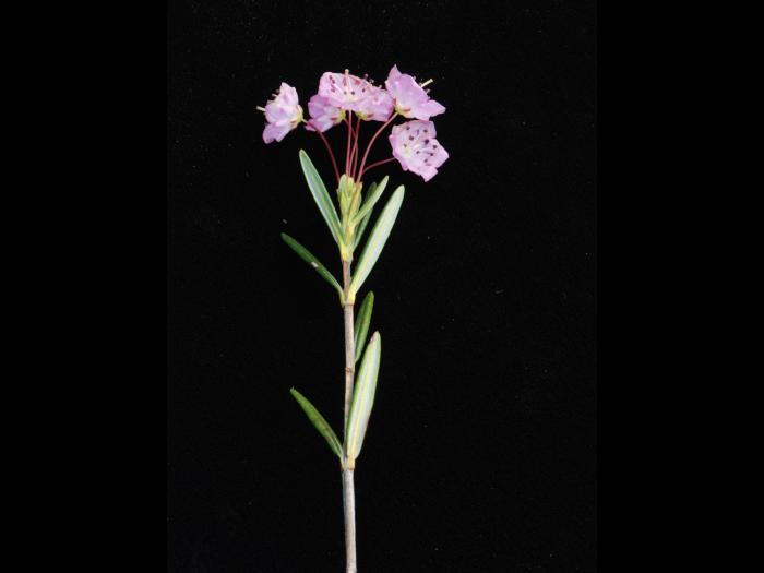 Kalmia feuilles andromède (Kalmia polifolia)_2