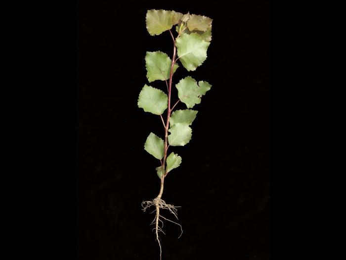 Peuplier deltoïde (populus deltoides)_2