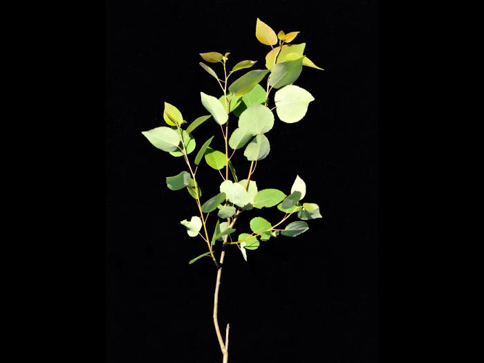 Peuplier faux-tremble (Populus tremuloides)_2