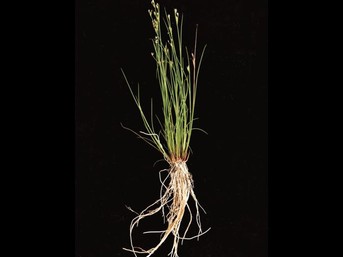 Jonc brévicaudé (Juncus tweetyi)_3