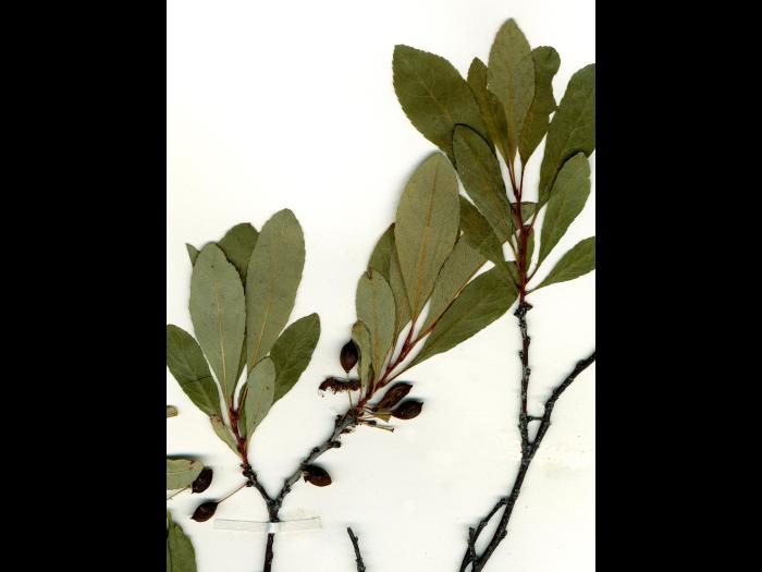Cerisier Susquehanna(Prunus pumila)_2