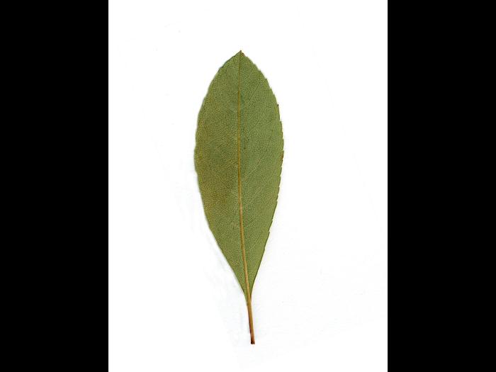 Cerisier Susquehanna(Prunus pumila)_3