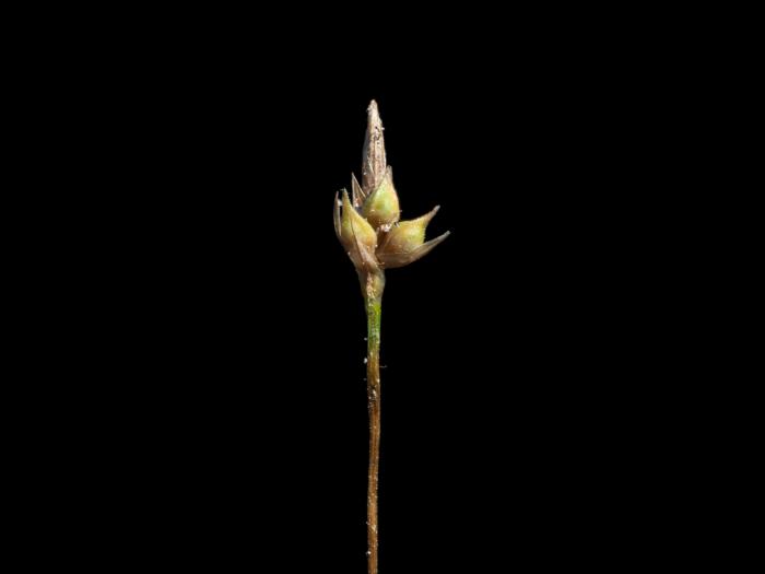 Carex fruits glabres(Carex tonsa)_2