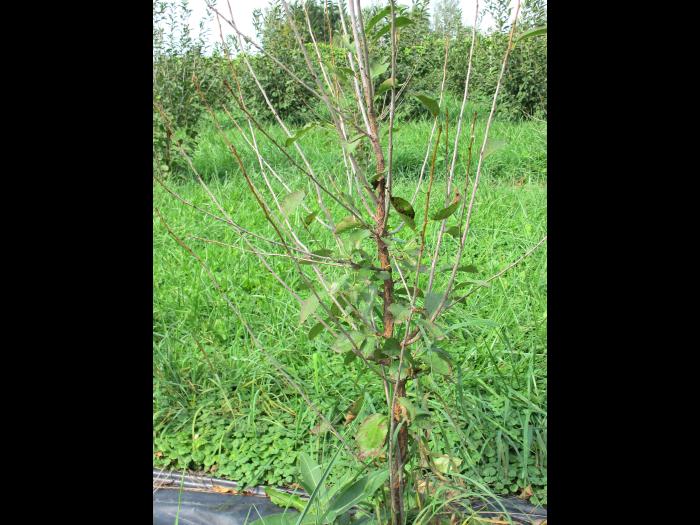 Cerise - Tache foliaire (Blumeriella jaapii)_1