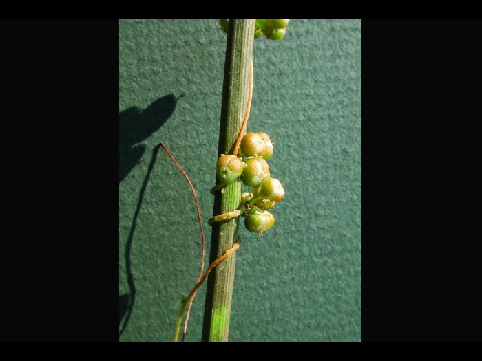 Cuscutes(Cuscuta)_4