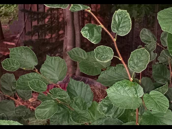 Noisetier - dicamba (4)_2
