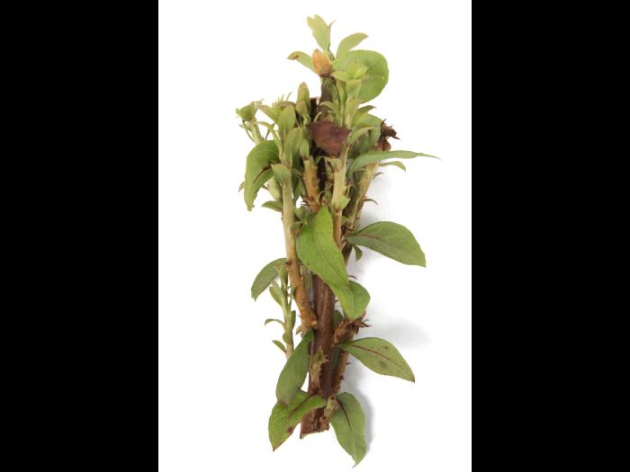 Bleuet en corymbe_glyphosate (9)_9