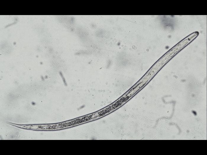 Heterodera glycines