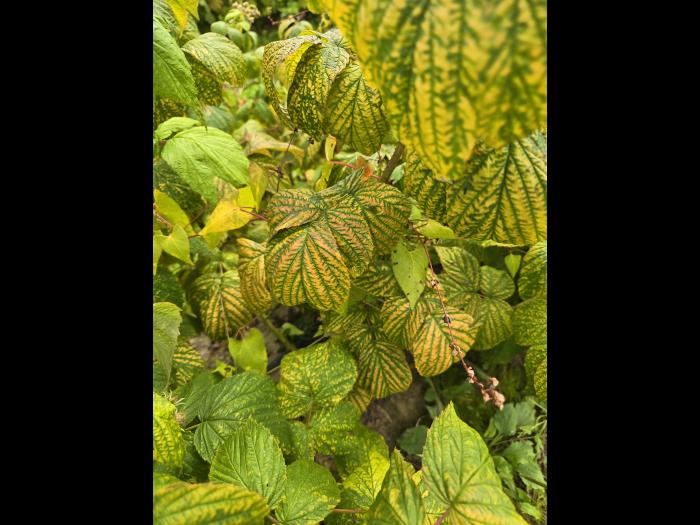 Framboise_RBDV_1