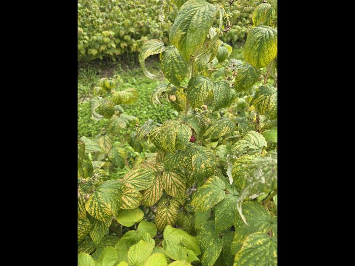 Framboise_RBDV_2