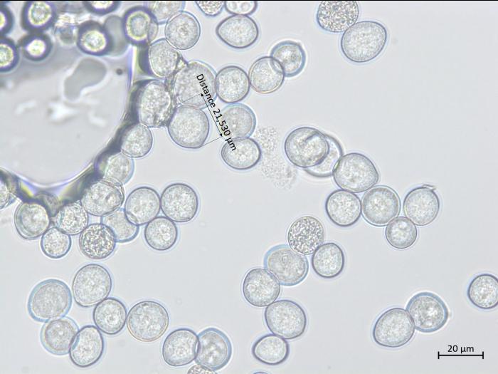 Albugo candida_2