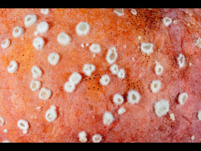 Monilinia sp.