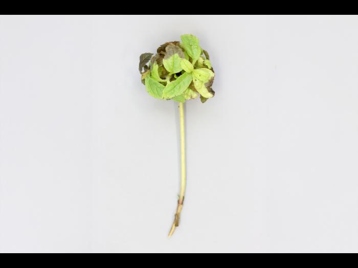 Eupatoires - Phytoplasme de la jaunisse de l'aster_1
