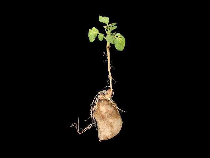 Pomme de terre - Boulage