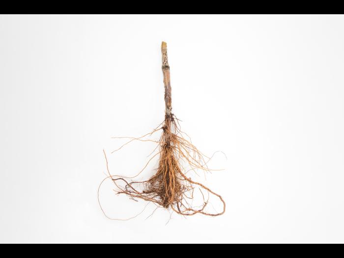 Pomme - Anthracnose (Neofabraea sp.)_4