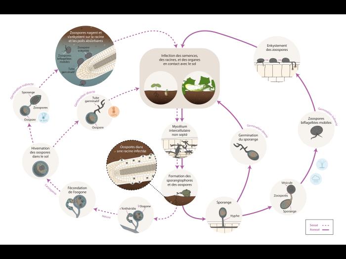 Pythium sp. - cycle épidémiologique